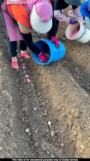 Potato cultivation like in our country is now also being practiced in china 😯l #potato