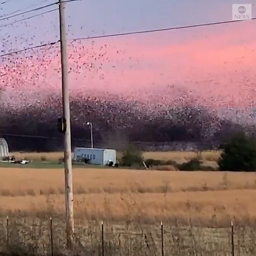 283K views · 4.2K reactions | A huge flock of blackbirds took to the skies over Marmaduke, Arkansas, creating a lovely scene against a pink sunset. https://abcn.ws/3FyARVP | ABC News | Facebook