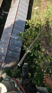 Have to be right on target tree trimming. | Yulianto