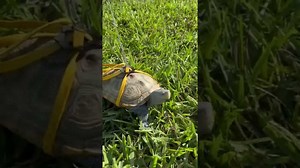 When my patience is on the test: Walking My Pet Turtle Oreo