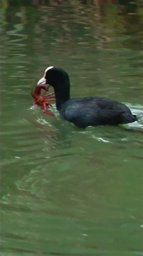 Coot Catches a Crayfish | Unexpected Wildlife Moment #birds #wildlife #shorts