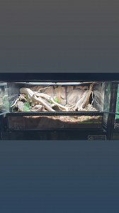 How I made a bioactive Leopard Gecko enclosure Exo Terra 36x18x18”. I didn’t make the background. It was created out of sheet insulation, Drylok, and acrylic paint. Pumice is added for extra drainage. I’ve found the mesh barrier is not needed with arid enclosures. It is a must with tropical high humdity enclosures. The substrate goes on top. It’s a mix of reptisoil, cypress mulch, spagnum moss, orchid bark, and excavator clay. Use a ratio around 60% bioactive substrate with 40% sand/clay. After 