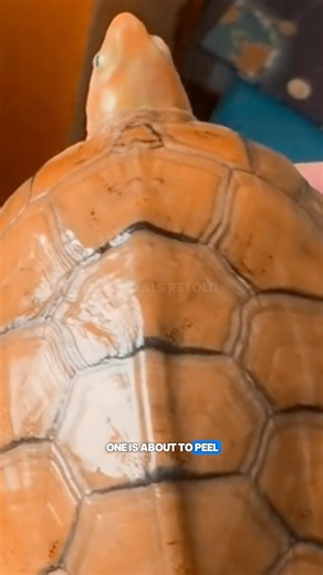 Why Is This Turtle Peeling? #animalstory #animalshorts #wildlife