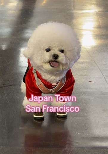 Discover the Cutest Dogs in Japan Town, San Francisco