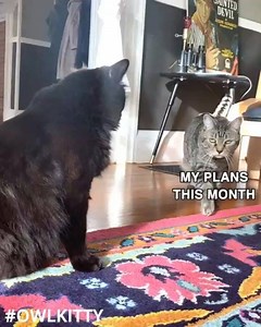 Via @owl__kitty | The Purr House