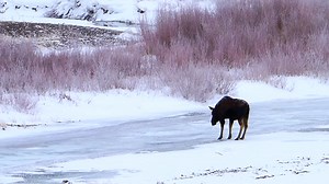 Whoa! Whoa! Anyone ever felt like this trying to walk on ice? While out in the park this week we encountered this moose crossing the Soda Butte Creek on Yellowstone's northern range and Jenny was able to capture it on video. We breathed a sigh of relief when the moose made it across unscathed! | A Yellowstone Life