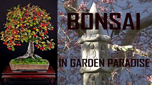 Bonsai in a Garden Paradise – Creating the Ultimate Tranquil Space
