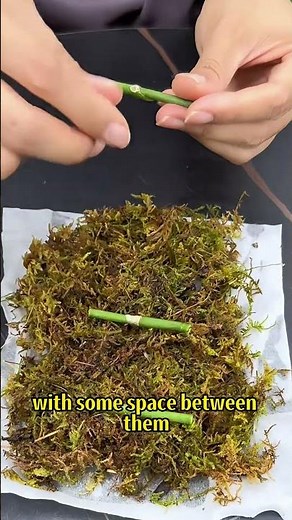 How to propagate Phalaenopsis orchids from cuttings super easily #OrchidCare #PlantPropagation