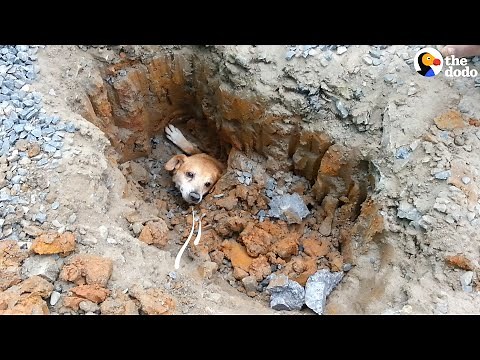 Dog Stuck In Pipe Gets Dug Out | The Dodo