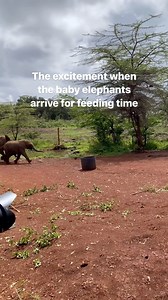 52K views · 2.1K reactions |  Baby elephants at feeding time at...