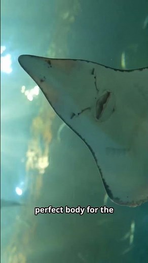 The Coolest Fish on the Ocean Floor!