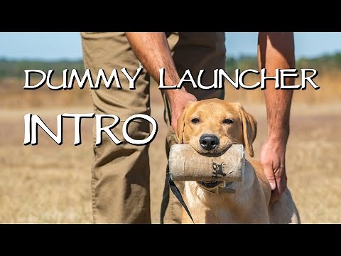 Improve Marking With A Dummy Launcher - Labrador Retriever Gun Dog Training