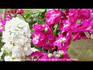 Beautiful Stock Flowers Blooming in Spring | Multicolor Garden Flowers & Nature Beauty
