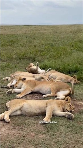 Rongai, the pride that doesn't require any introduction in Masai Mara grasslands.