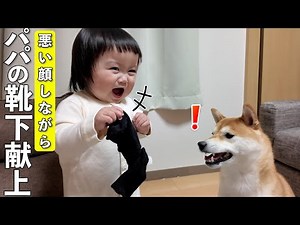靴下が大好きな柴犬にイタズラでパパの靴下をあげる1歳児