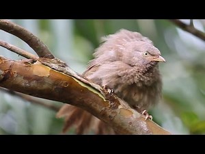 Canon EOS 80D Sample Video Part 1 || Amazing Wildlife Footage || Full HD