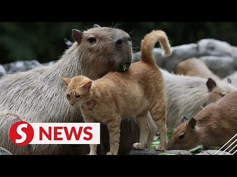 Unique cat-capybara friendship a big visitor draw at Zoo Negara