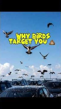 Why Birds Poop on Your Car: A Biologist’s Shocking Findings 💩🦅😂