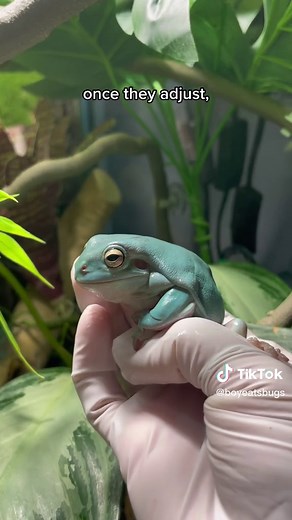 How to Safely Interact with a Dumpy Tree Frog