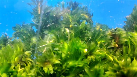 Elodea Potted R 30 each 5 for R 100 | SD Aquarium