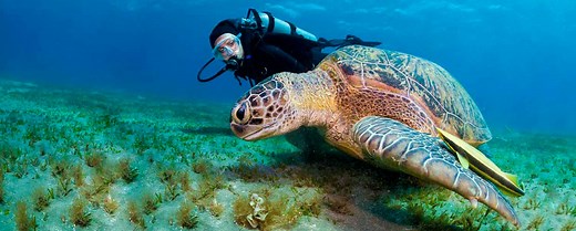 SDI & PADI Scuba diving in Montego Bay | 20% OFF