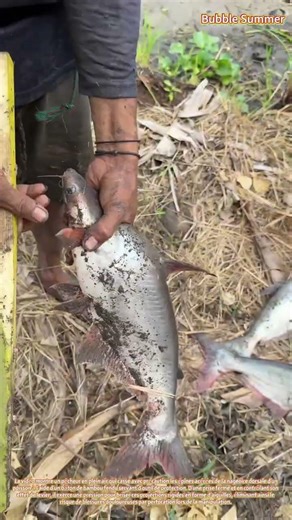 Manipulation en toute sécurité : retrait des épines des nageoires défensives