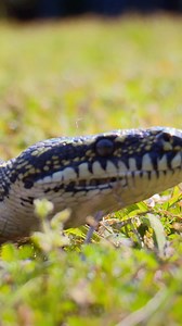 256K views · 4.4K reactions | Can this huge python be caught?  #bondivet #snake #python | Bondi Vet | Facebook