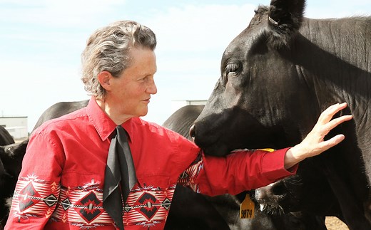 Temple Grandin On Why Slaughterhouses Have 'Gotten So Good' | Colorado Public Radio