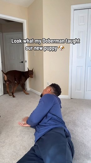 Suave Xavier on Instagram: "He’s learning so fast 🤣 #explore #reels #shorts"