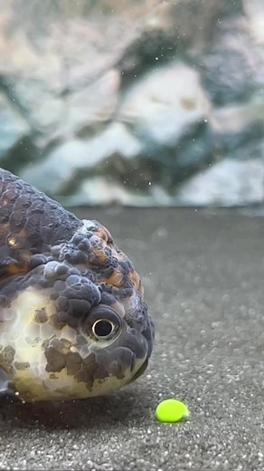 Goldfish Eating Peas: The Ultimate Guide for Fish Owners