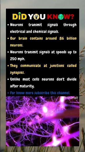 Neurons transmit signals through electrical and chemical signals.