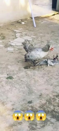 HAWK VS HEN WHICH ONE IS POWERFUL 😨😱🦅#hawks #wildlifeentertainment #birdofprey #birds #shorts