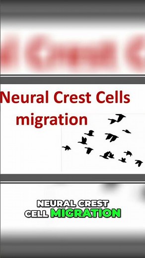 Neural Crest Cells: Migration, Syndromes & Mnemonics #shorts