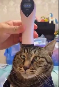 Oooh hooman dat feels soooooo gooood | Raining Cats and Dogs