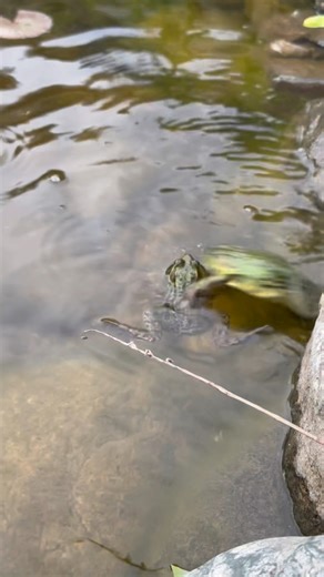 12K views · 81 reactions | Frog Fight  | Ed The Pond Professor | Facebook