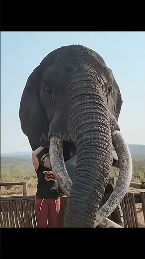 How big are elephants?