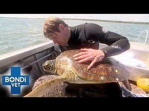 Protecting Endangered Sea Turtles From Extinction | Bondi Vet