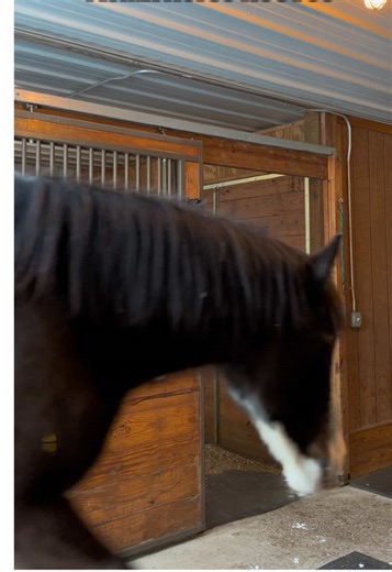 ASMR Sounds of Clydesdale Horse Hooves