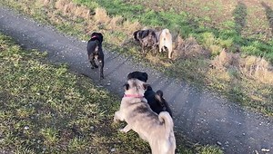 3.2K views · 289 reactions | Happy Pug - Happy Life on Reels | Facebook