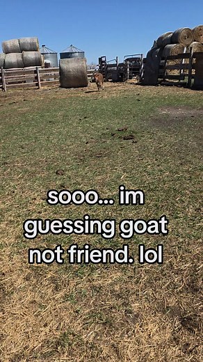 Bison Encounter on North Dakota Farm: Goat Not a Friend