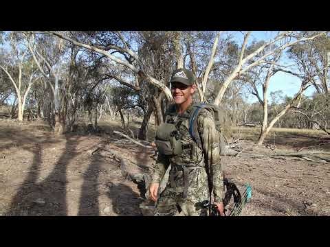 Bowhunting foxes Australia (before breeding season)