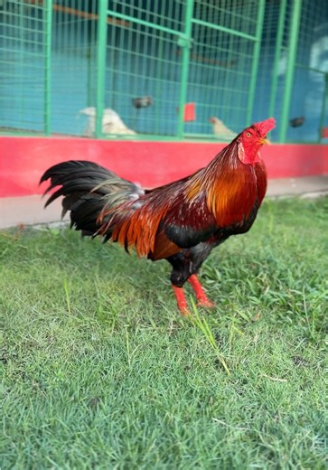 29/12 Xanh 3600gr V.I.P @Đảm Ngã Năm #đảm_sóc_trăng #trại_gà_đảm_sóc_trăng #gà_chọi_việt_nam