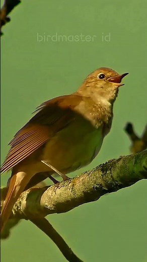 Natural nightingale sounds for relaxation