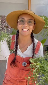 2.5K views · 92 reactions | Cadena de Delfines  Curio radicans ☀️ en Interior asegúrate de que reciba mínimo 4 horas de sol, en exterior, que no reciba sol entre las 12-4 de la tarde, por que se quema, sobre todo en verano  Deja que la tierra de su maceta se seque hasta el fondo antes de volver a regar para no pudrirla, en exterior necesita riegos más frecuentes #plantas #jardineria #plantasdecasa #suculentas #suculove | Soy Laury | Facebook