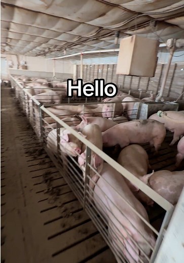 Weekly Pig Chores and Paperwork
