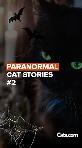 4K views · 202 reactions |  This video is not for the easily frightening people!  A new cat ghost story that will keep you out of breath!  | Cats.com | Facebook