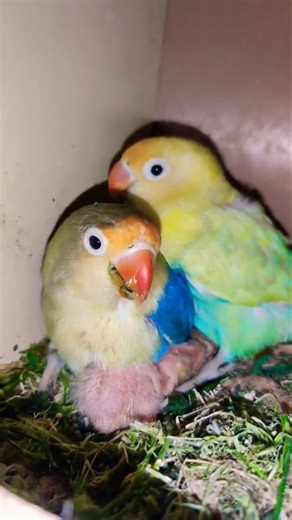 DAY 32nd 🐦 🦜 sleep time💤🥱 #birds #foryou #talkingparot #lovebirds #budgies #parrotvideo #parrotlover