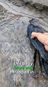 Saved baby crow life 🥺 #animals #rescue | Nomadbogati