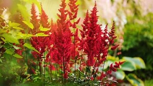Stauden Gänge 3 x Astilbe arendsii 'Astary Red' (Winterhart/Stauden/Staude/Mehrjährig) Prachtspiere - in Rot - Rote Blütenpracht für schattige Beete - Sehr Bienen und Insektenfreundlich
