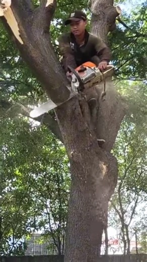 Woodworking project big tree felling skill technique #shortvideo #treecutting #chainsaw